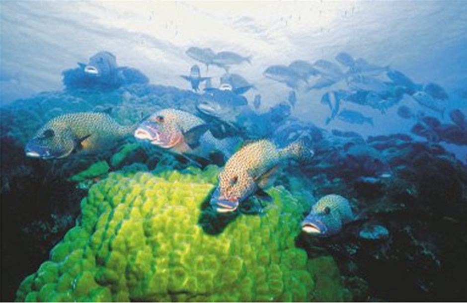 Η κλιματική αλλαγή κάνει πιο ευάλωτα τα ψάρια